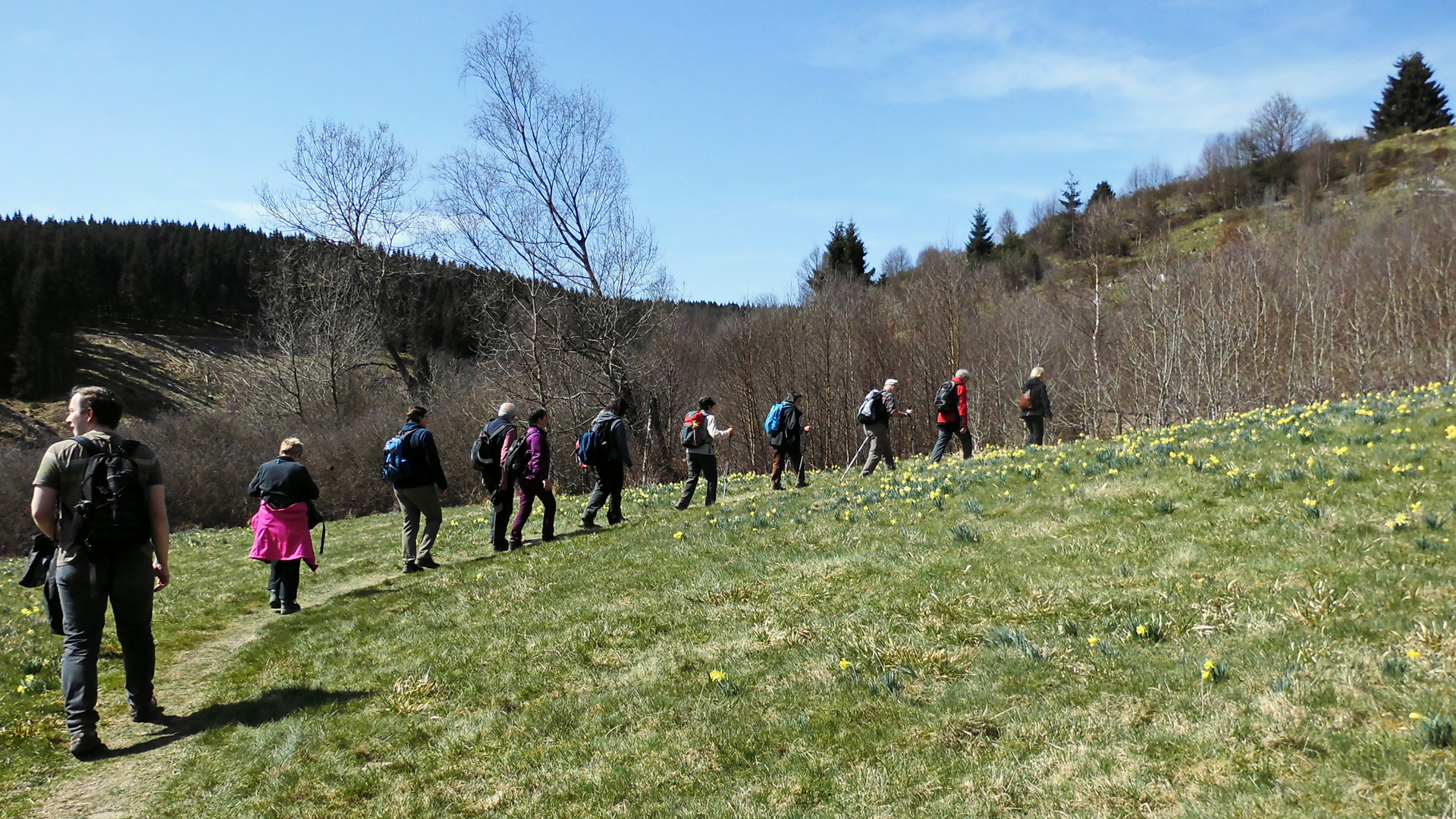 Narzissen-Wanderweg Eifel | © Uwe Drath