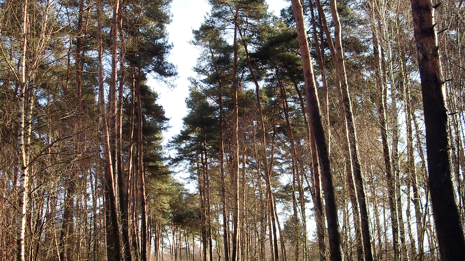 Ohligser Heide | © Uwe Drath