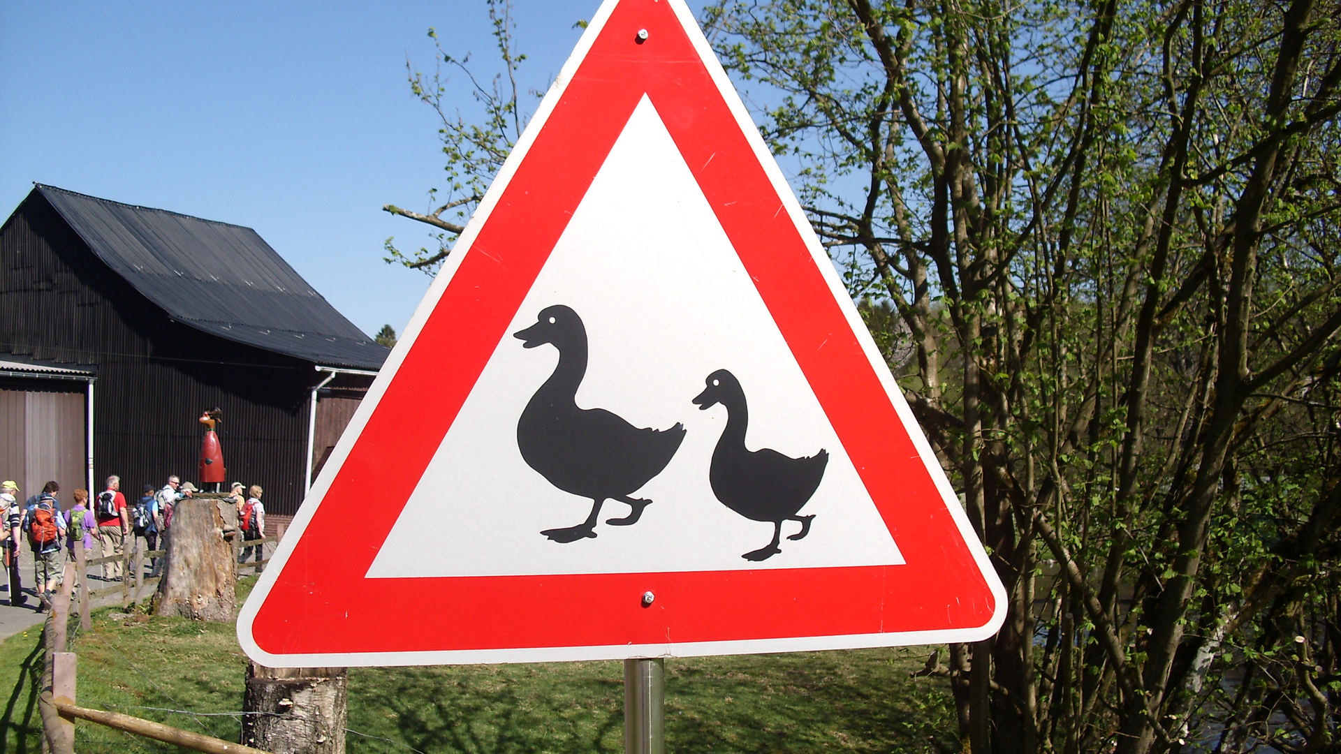 Achtung: Gänse im Tefental | © Uwe Drath