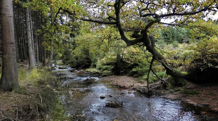 © Uwe Drath Hohes Venn, Steinbach bei Roetgen | © Uwe Drath